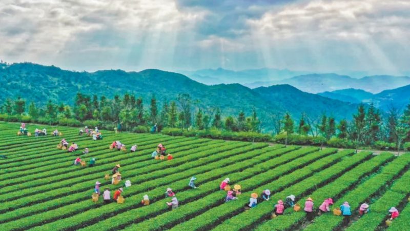 生态农业示范基地建设：如何选择专业公司**