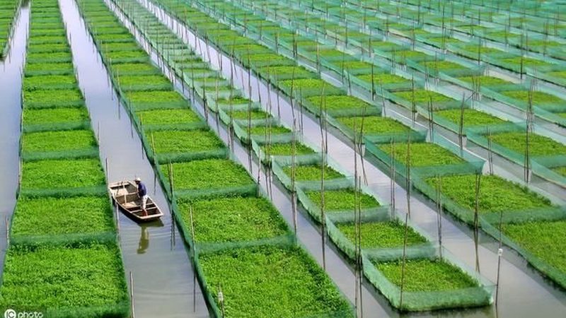 成都温室大棚工程：现代农业的“绿色港湾