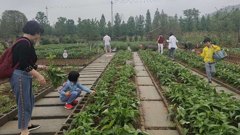 无土栽培：揭秘种植基地排名背后的秘密