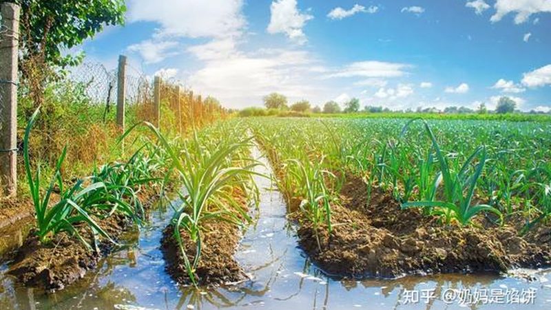 农产品批发市场进货渠道探秘：如何找到可靠来源**