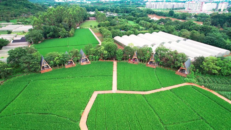 粮食种植的优缺点：解析可持续农业的未来之路