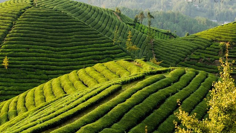 农机专业合作社章程范本：构建规范运营的基石