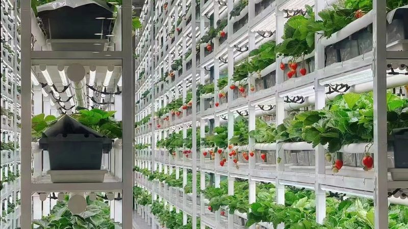 大棚骨架：竹木与钢架的优劣解析**